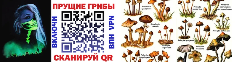 Галлюциногенные грибы GOLDEN TEACHER  купить наркотики сайты  Братск 
